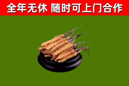 武功烟酒回收冬虫夏草.jpg